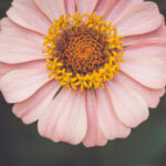 2025078期双色球开奖号码公布及中奖详情 514436