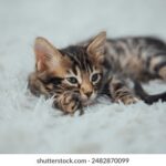 2025093期彩票开奖结果最新公布查询 em3nkuh