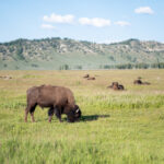 2025081期双色球开奖日期及结果查询 v2e1zs